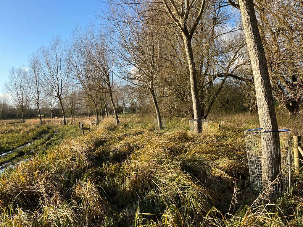 willows with beaver protection