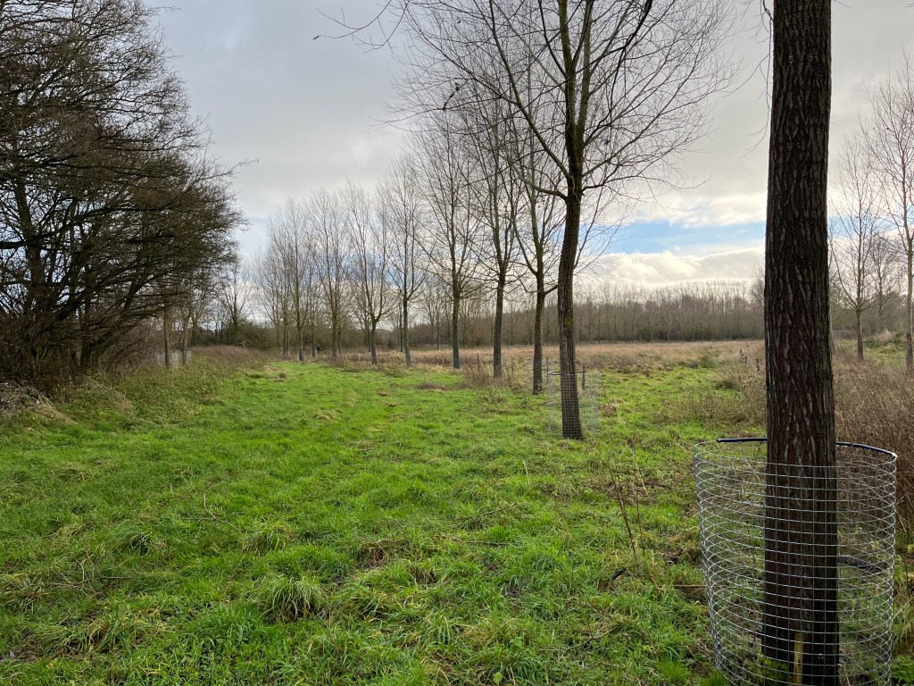 willow trees protected