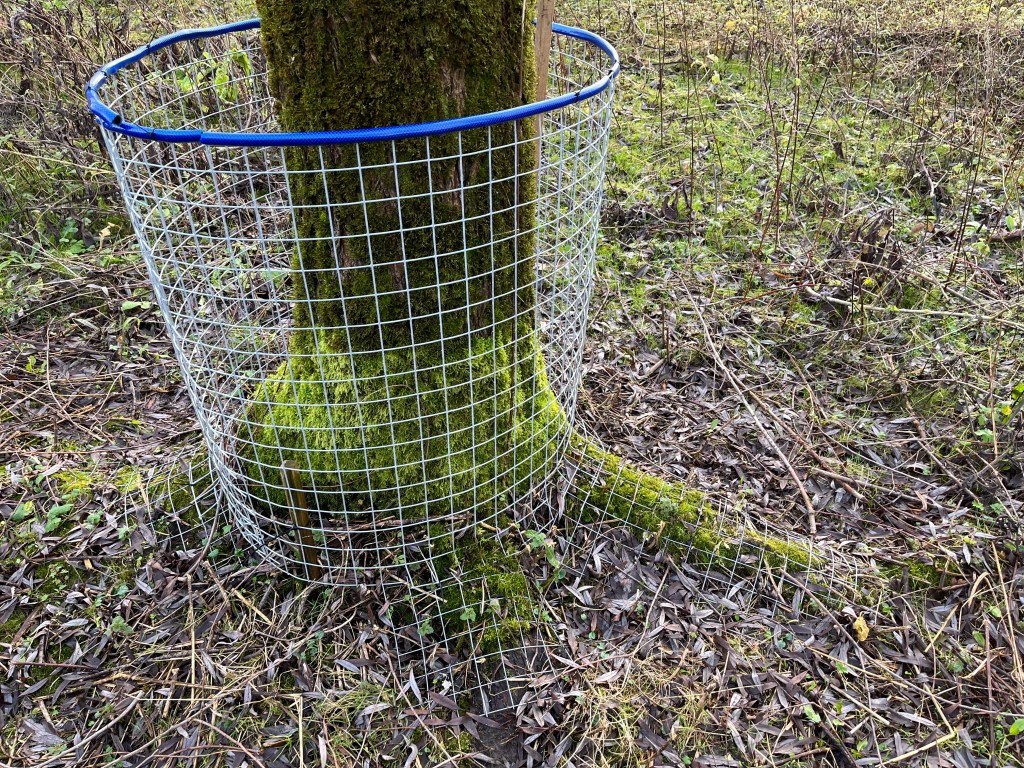 willow roots protected
