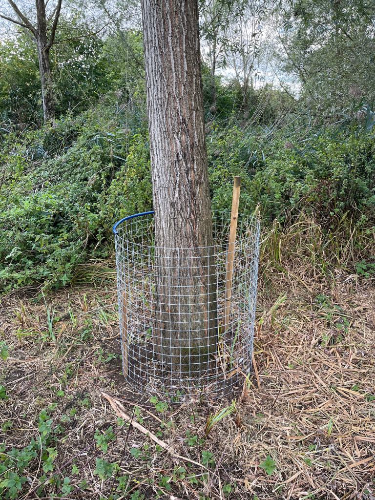 single willow with guard